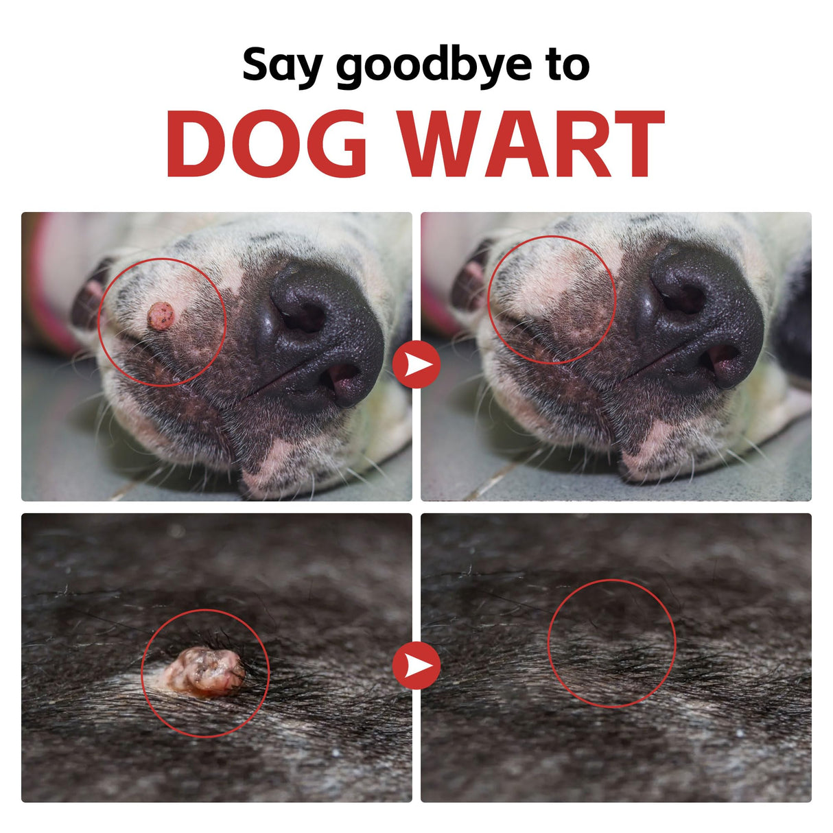 Dog Wart Remover - Turkey Tail Mushroom for Dogs - Lipoma Treatment for Dogs - Lumps and Bumps Supplement - Immune Support with L-Lysine, Zinc, Taurine, Selenium, Anthocyanins