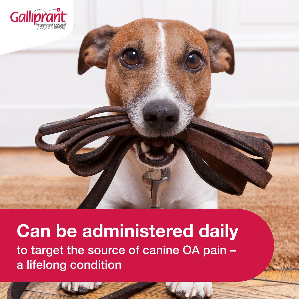Galliprant Osteoarthritis Pain & Inflammation Control for Dogs | 20mg | 30 Flavored Tablets