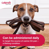 Galliprant Osteoarthritis Pain & Inflammation Control for Dogs | 20mg | 30 Flavored Tablets