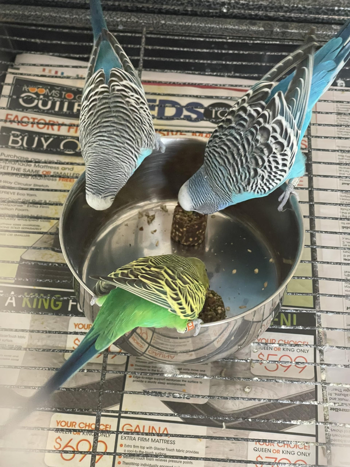 Harrison's Bird Foods Nuggies Treats - A Revolutionary High Potency Nuggets Treat Designed to Support Bird Health and Diet Transitions, 196g