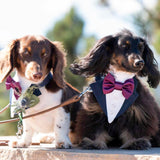 Custom-Fit Dog Tuxedo with Bow Tie & Lapel Uncut Cham Eyelet | Keyhole Fishtail Buttonhole Design | Optional Ring Bearer Clasp | Perfect Outfit for Wedding & Birthday by ACORD EU (Purple)