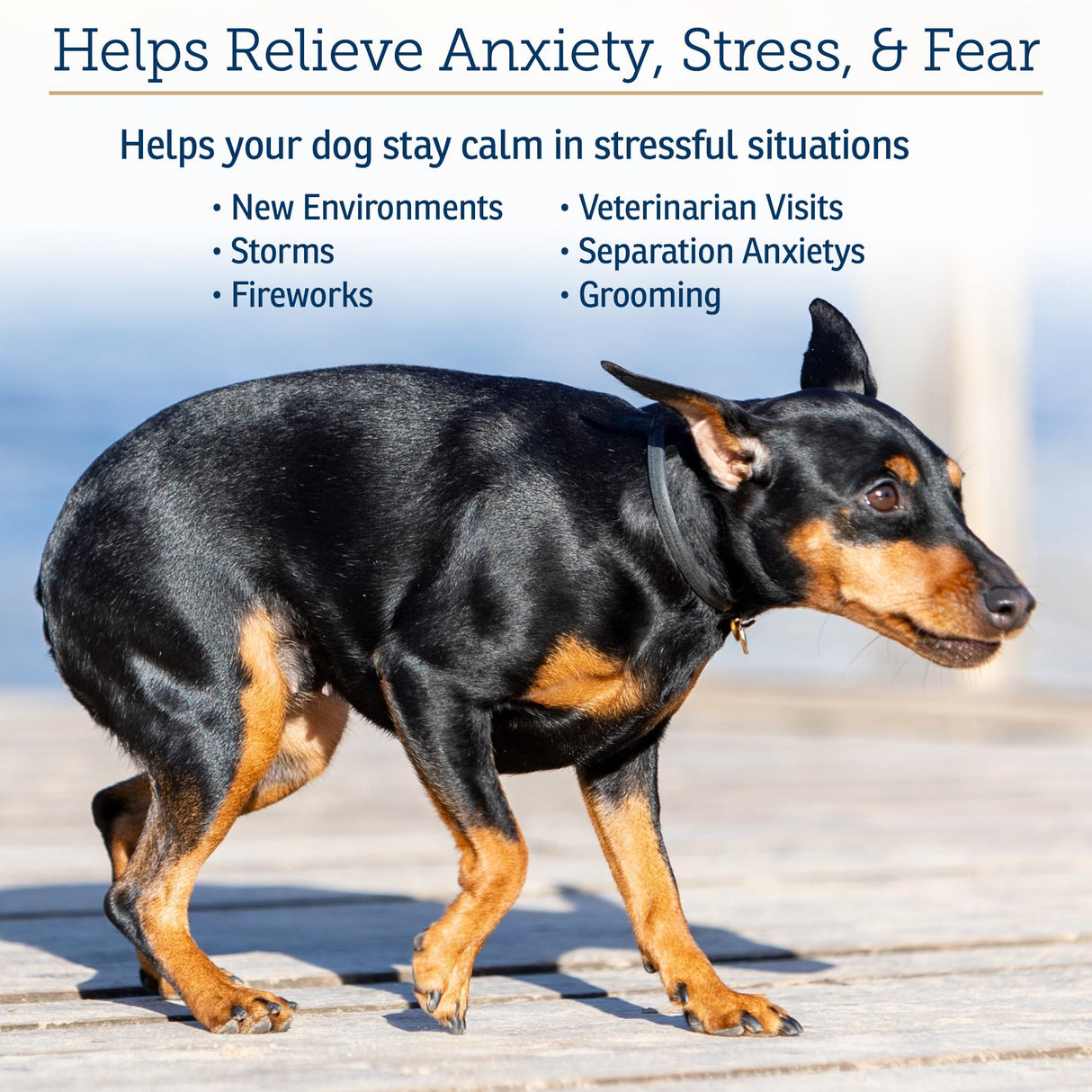 Rx Vitamins NutriCalm - Calming Care for Dogs with Valerian Root, Tryptophan, & Ashwagandha - Aids in Separation Anxiety Relief for Dogs and Stress Relief - Road Trip Essentials & Relaxant - 50ct