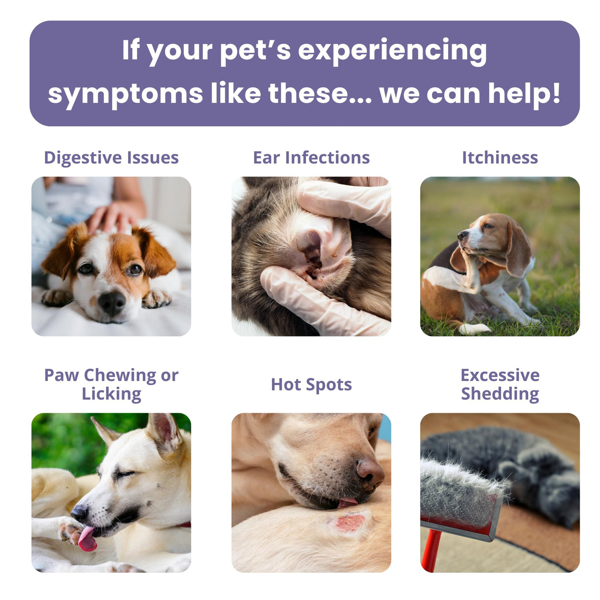 Glacier Peak Holistics, The Original Pet Intolerance Test - Screen Over 395 Food and Environmental Stressors, A Hair and Saliva Kit for Cat and Dog Sensitivities (Results in 7-10 Business Days)