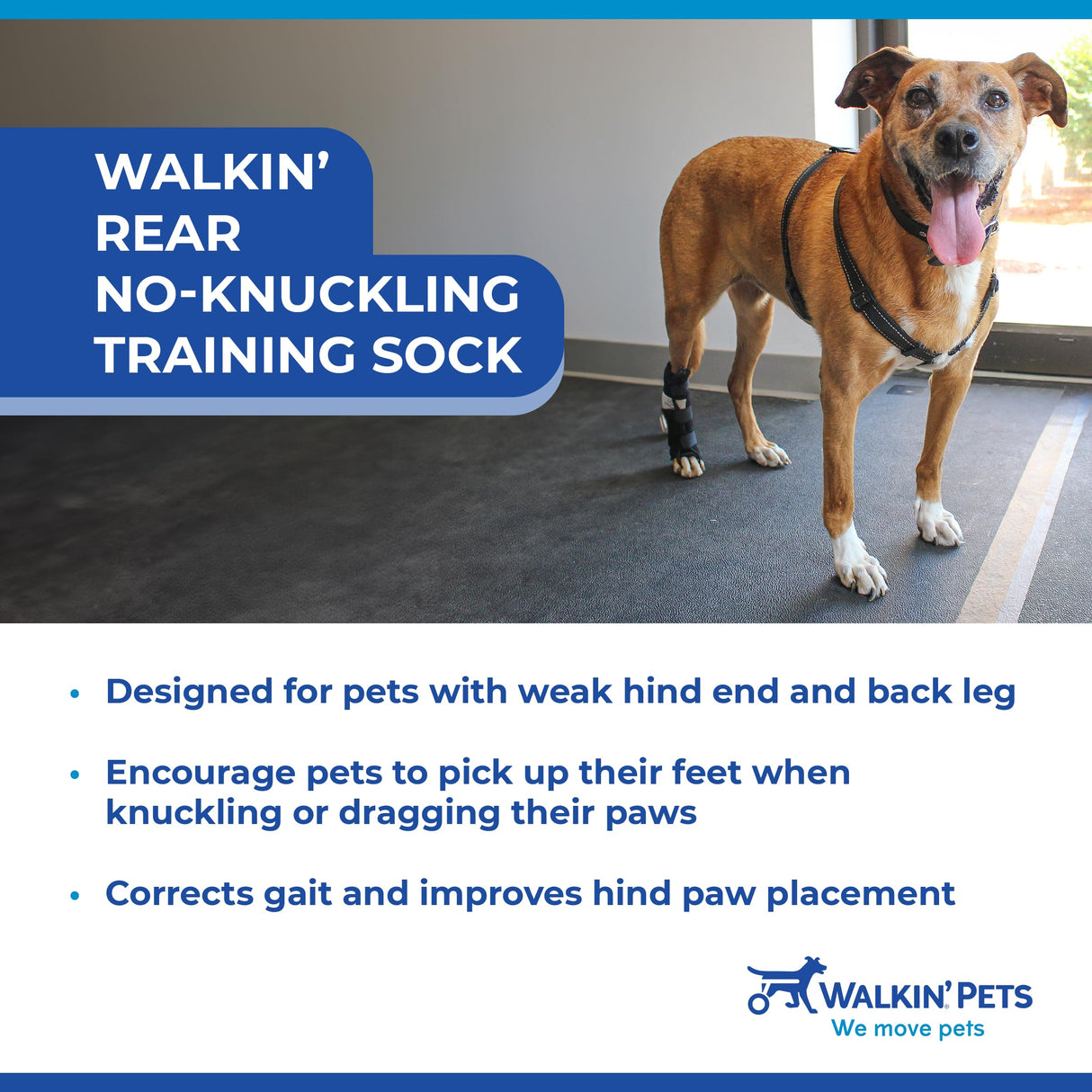 Walkin' Pets Rear No-Knuckling Training Socks for Dogs - 4-6 Inches, 30-60 lbs
