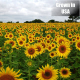 Old Potters Wildlife Black Oil Sunflower Seeds for Birds and Wildlife, Non-GMO & USA Grown on Small Farms (6 lbs)
