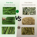 Ohcool Timothy Hay 1.1LB - Dust Free Natural Green Fresh Food Hay for Rabbits Tortoise Guinea Pig Chinchilla
