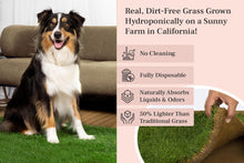 Load image into Gallery viewer, DoggieLawn Dog Potty - Real Grass - XLarge 24x48 inches
