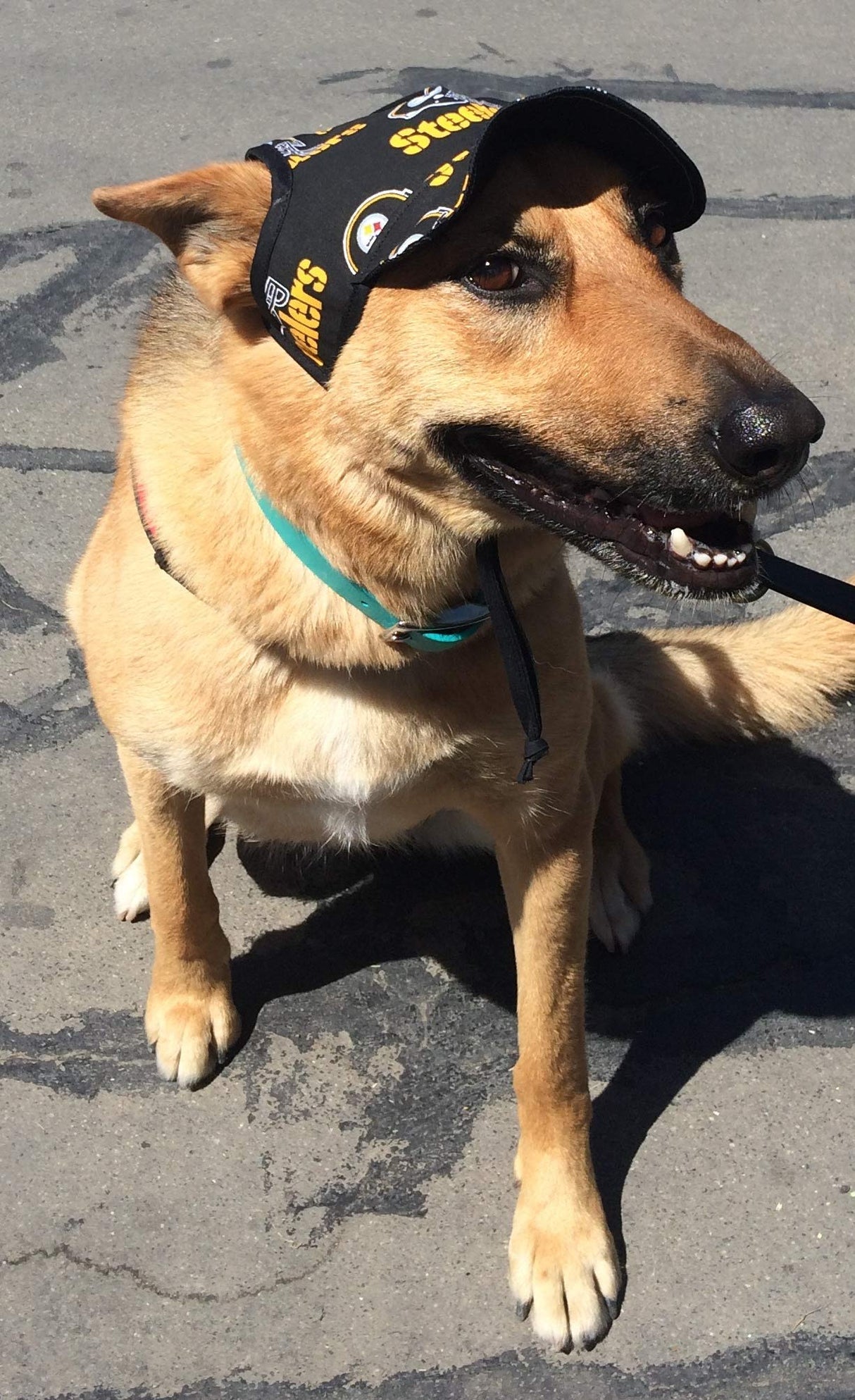 Dog Hat - Dodgers Sports Fabric