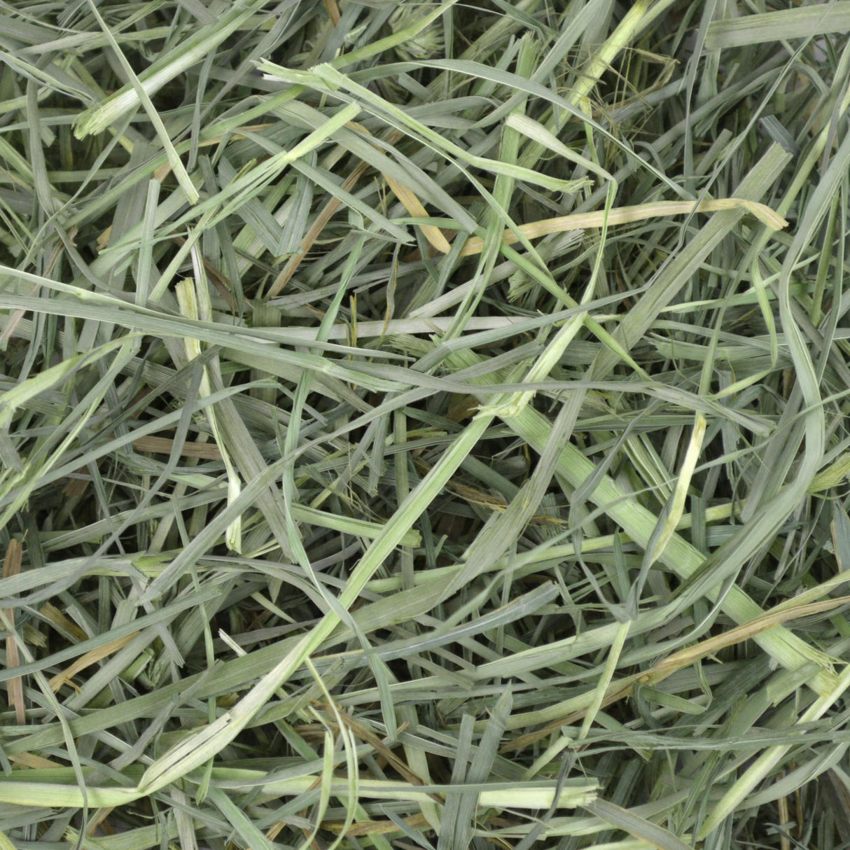Oxbow Animal Health Orchard Grass, Guinea Pig Hay, Rabbit Hay, Small Pet Bunny Supplies, All Natural Grass for Guinea Pig, Bunny, Chinchilla & Hamster, Oxbow Rabbit Supplies for Bunnies, 9 lb. box