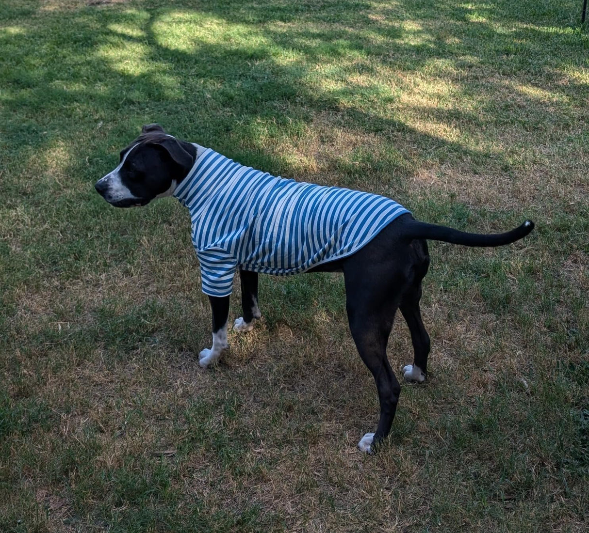 Turtleneck Dog Shirt Cute Doggie Embroidery Super Soft Dog Sweatshirt Stretchy Striped Puppy Pullover for Cats Small Medium Large Dogs (6X-Large, Blue Striped)
