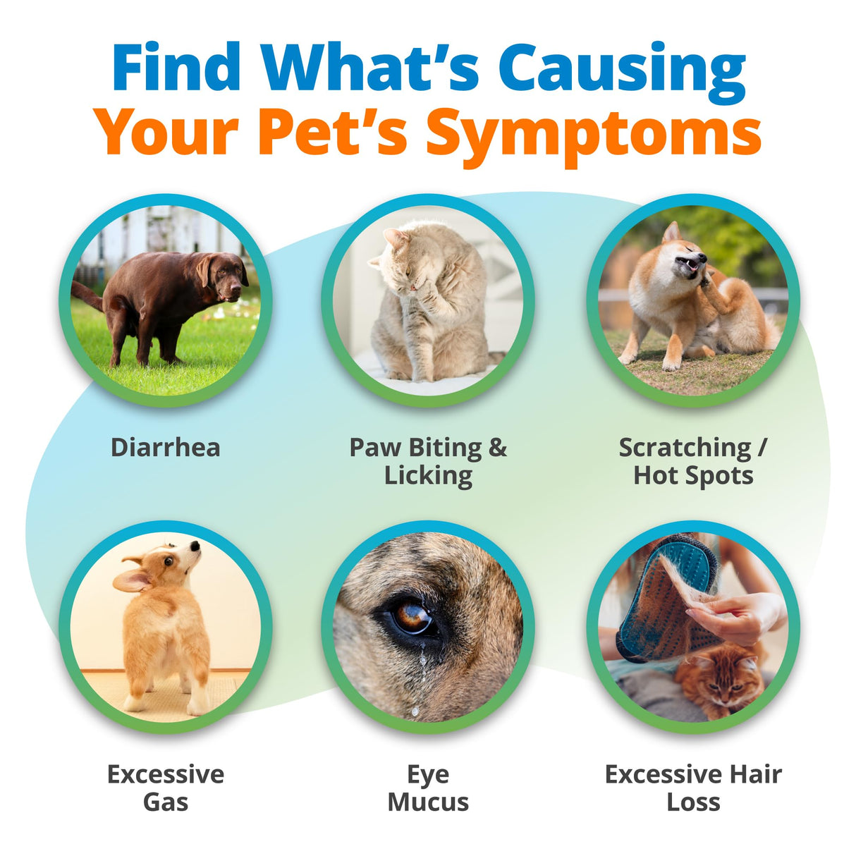 5Strands Pet Food Intolerance Test, at Home Sensitivity Test for Dogs & Cats, 575 Items Tested, Hair Analysis, Accurate for All Ages & Breeds, Pet Gut Health, Results in 4 Days