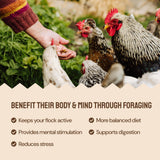 Hatortempt Chicken Feed Supplement - Non-GMO - Protein-Rich Mealworms, Black Soldier Fly Larvae & Oyster Shell - Calcium Grit Treats for Chickens - Egg Layer Feed Supplement (10 lb)