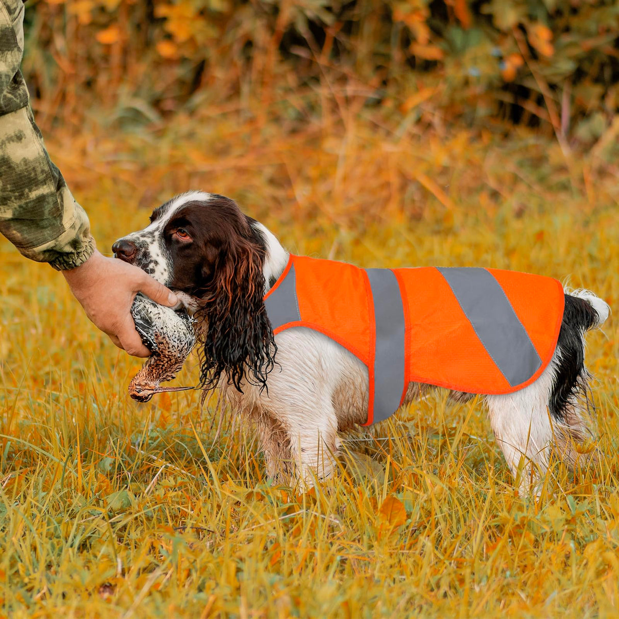 Orange High Visibility Safety Dog Vest, Hunting Jacket, Adjustable Soft Reflective Coat for Small Medium Large Dogs