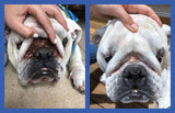 Squishface Wrinkle Paste - Bulldog, French Bulldog, Pug, English Bulldog – Cleans Wrinkles, Tear Stain, Tail Pockets, and Paws – Anti-Itch Tear Stain Remover & Bulldog Wrinkle Cream, 2 Oz.