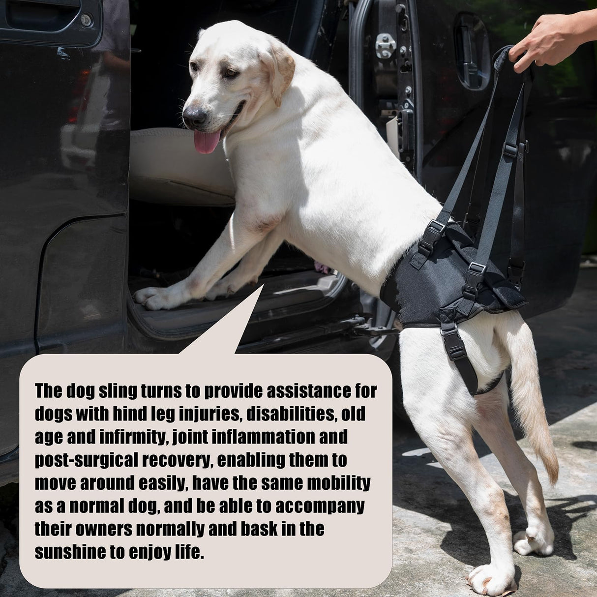 Dog Lift Harness, Dog Sling for Large Dogs Hind Leg Support, Adjustable Soft Padded Rehab Harness for Weak Rear Legs Elderly Injured Disabled Arthritic Dogs