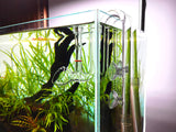 JARDLI Glass Lily Pipe Set Outflow with Surface Skimmer & Multi-Level Water Intake (17mm for 16/22mm (5/8'' i.d.) tubing)