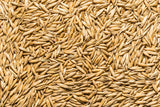 Thunder Acres Non GMO, Certified Organic, Oat Seed (5 lb.)