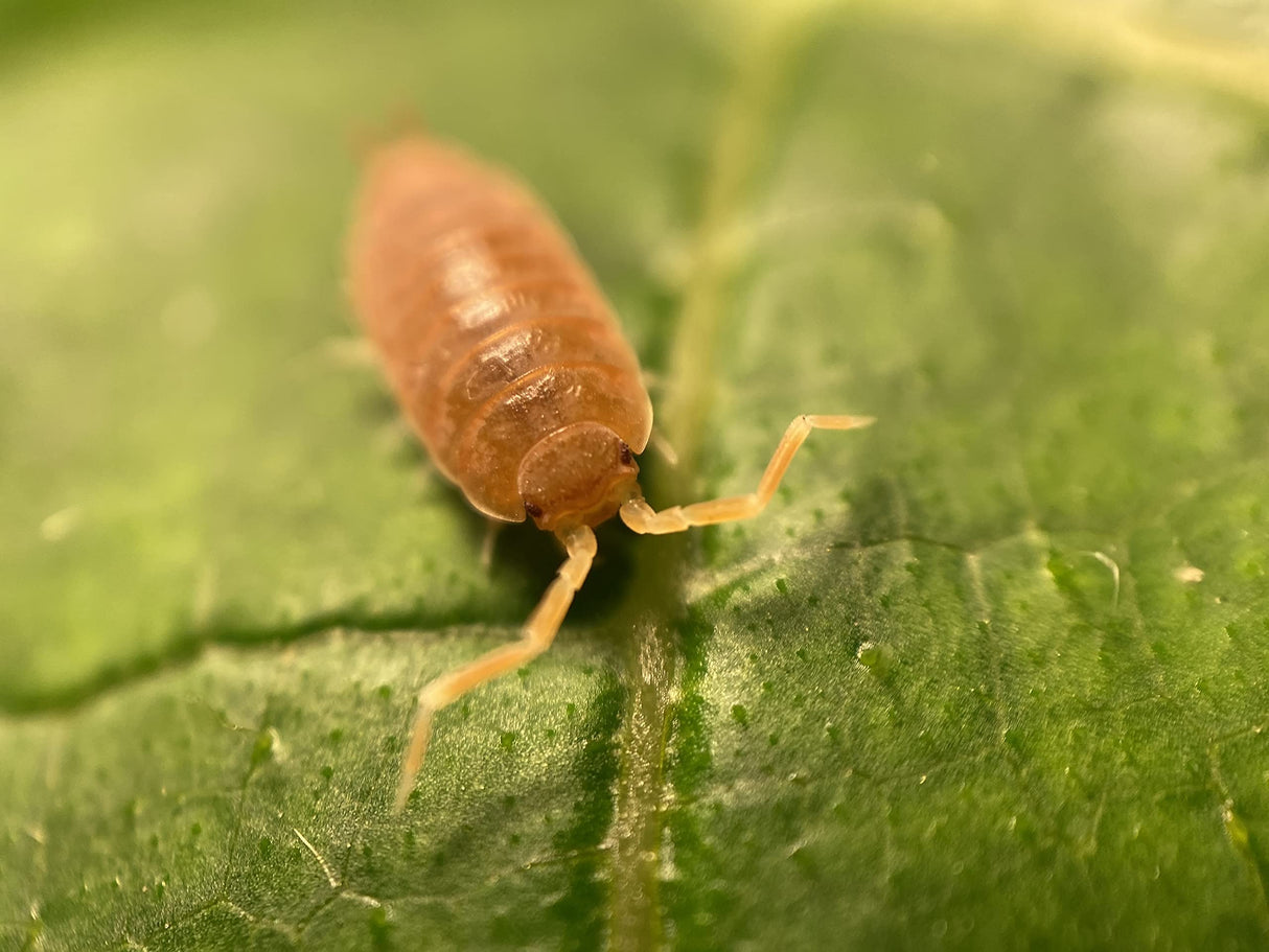 30 Live Orange Smoothie Roly Polys! Rolie Polie Isopods by Pocket Pets. Order only if Your temperatures are Between 20 and 95 Degrees