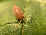 30 Live Orange Smoothie Roly Polys! Rolie Polie Isopods by Pocket Pets. Order only if Your temperatures are Between 20 and 95 Degrees