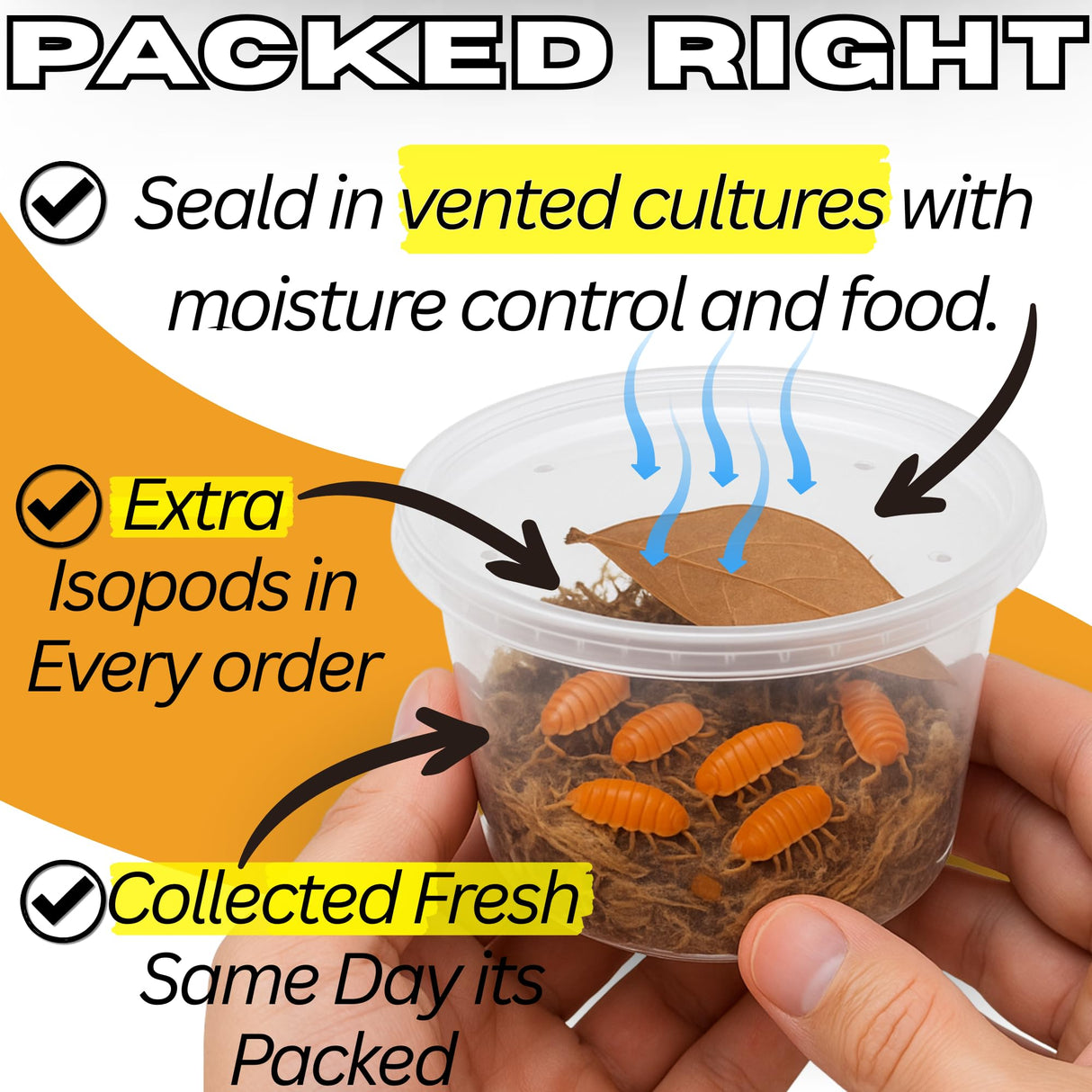 TC INSECTS 30 Count Powder Orange Isopods (Porcellionides Pruinosus) Bioactive Cleanup Crew & Reptile Food