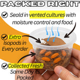 TC INSECTS 30 Count Powder Orange Isopods (Porcellionides Pruinosus) Bioactive Cleanup Crew & Reptile Food