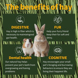 Hay Natural Oven-Baked Timothy Hay for Guinea Pigs, Rabbits & Chinchillas, All Natural High Fiber Food for Digestive Health, 1.1 LB