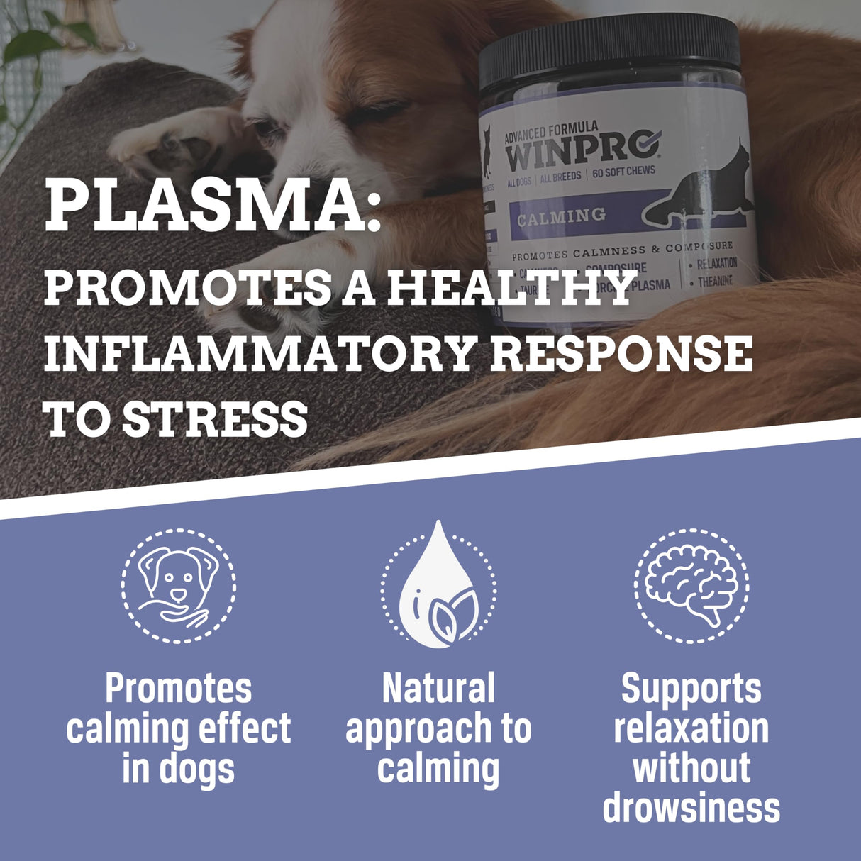 WINPRO Calming Chews for Dogs – Plasma-Powered Soft Chews to Promote Relaxation and Calming Effect – Made with Natural Ingredients, Grain-Free - Suitable for All Breeds & Sizes – 60 Count