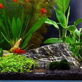 WEAVERBIRD Planaria Trap Catch Trap Leeches Catcher, Clear Glass Leech Trap Tube Catcher 2, 8 Holes for Cherry Shrimp Crystal Red Shrimp Dwarf Shrimp for Aquarium Fish Tank