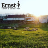 Ernst Grain & Livestock Cracked Corn, Non-GMO – Perfect Feed for Ducks, Squirrels, Chickens, Ducks, Deer, Rabbits, Geese, and More! (46 lb)