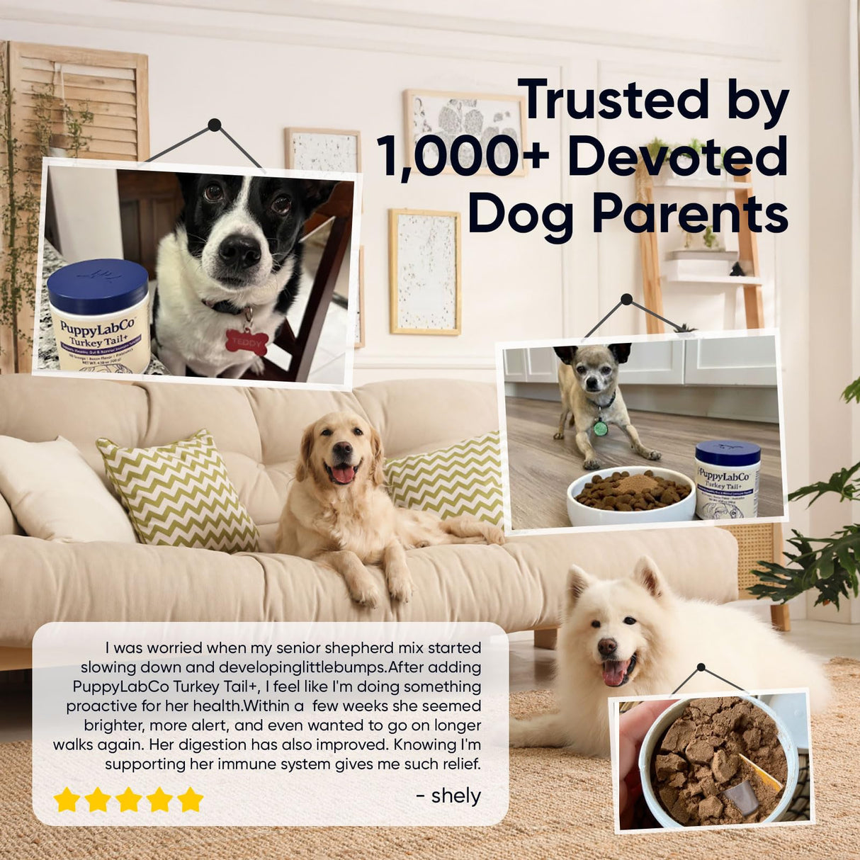 PuppyLabCo Turkey Tail Mushroom for Dogs - Puppylabco Turkey Tail for Gut & Immune Supports, 100 Scoops | Bacon Flavor | Probiotics 100g (1)