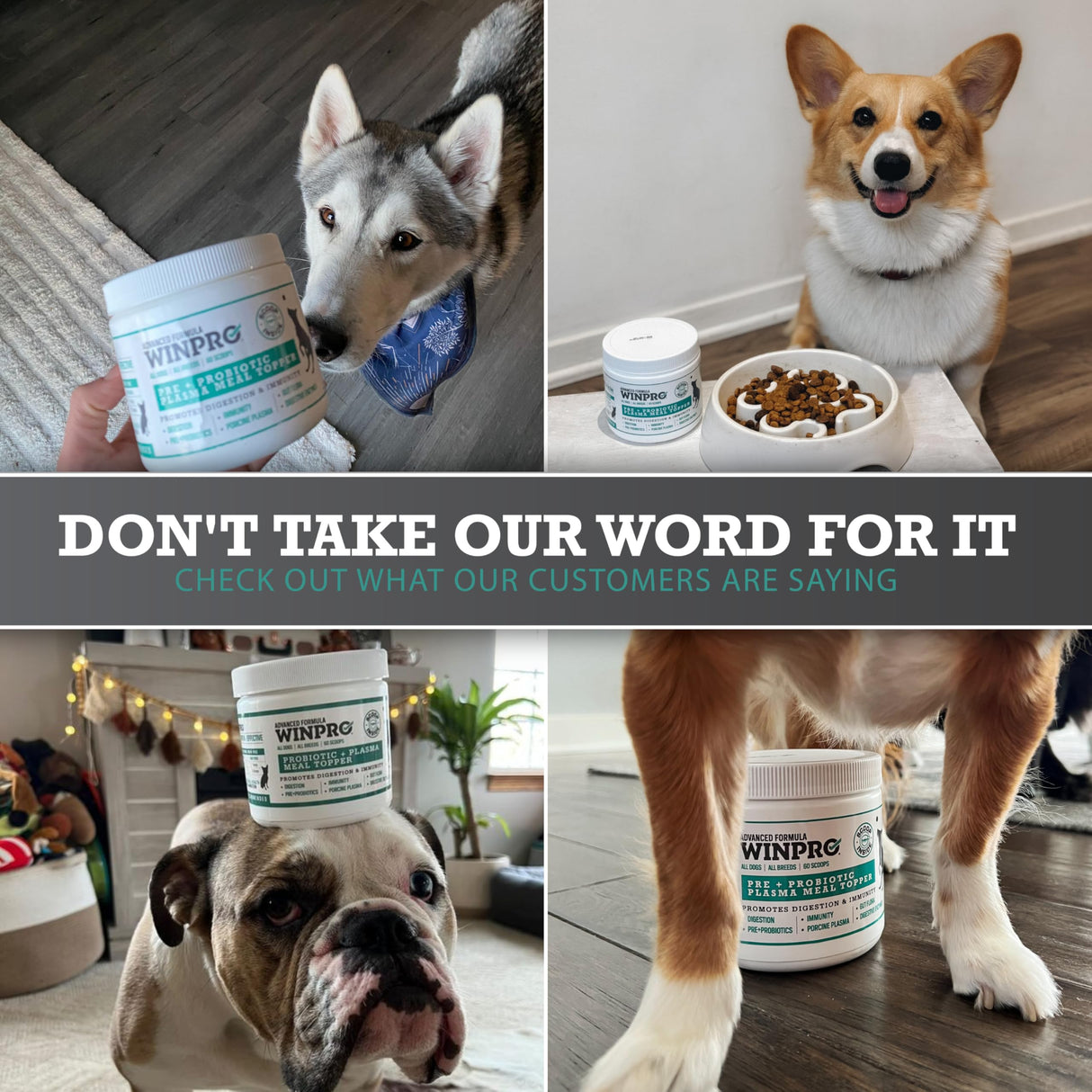 WINPRO Dog Probiotic Powder Meal Topper, Spray Dried Plasma with Prebiotics and Probiotics for Digestive Support and Gut Health for Dogs, All Breeds, Ages, and Sizes, 60 Scoops, Made in USA