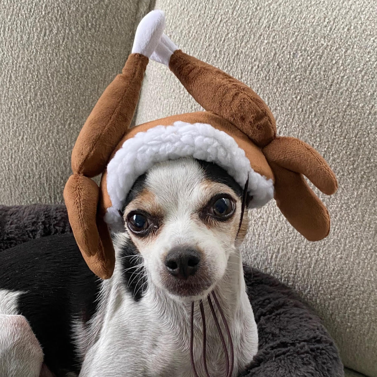Huxley & Kent Pet Hat | Turkey Tester (Medium) | Fun Thanksgiving Holiday Hat for Dogs/Cats | Cute, Comfortable and Fun | SnugFit Strings for Best Fit