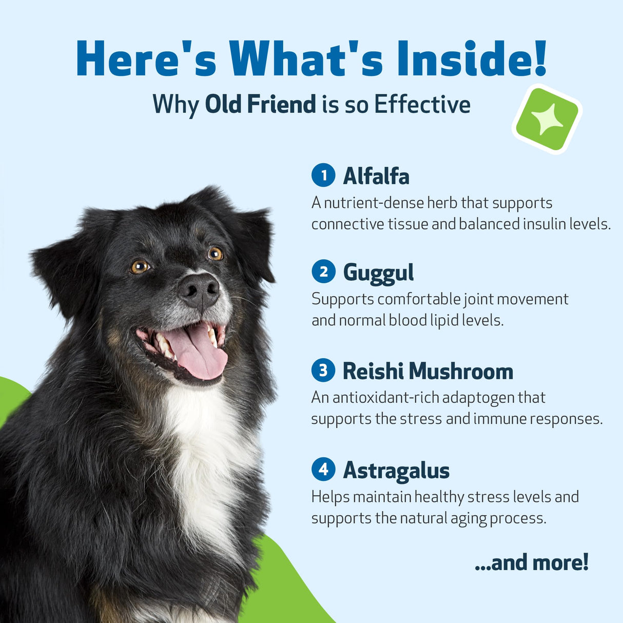 Pet Wellbeing Old Friend for Senior Dogs - Supports Immune System Health, Joint Mobility, Healthy Energy Levels, Alfalfa, Reishi - Veterinarian-Formulated Herbal Supplement 2 oz (59 ml)