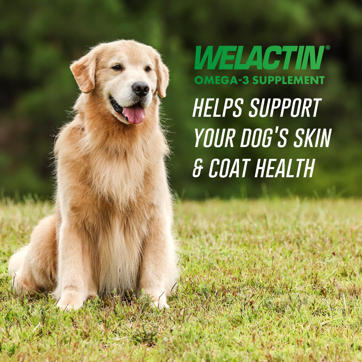 Nutramax Welactin Canine Softgels, Omega 3 Supplement for Dogs of all Sizes, Softgels, 120 Count