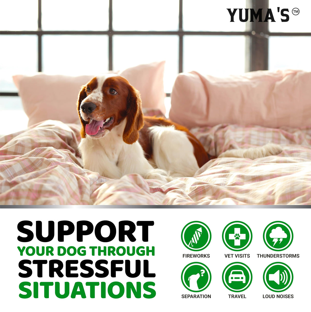 Hemp Calming Chews for Dogs - Advanced Dog Calming Chews - 170 Chews - Anxiety Relief Treats - Separation Aid, Barking, Stress Relief, Thunderstorms - Melatonin - Hemp Oil - Made in USA
