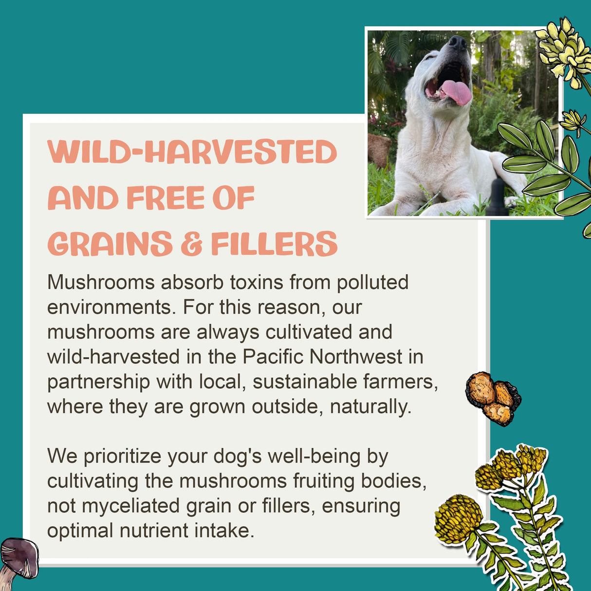 MycoDog Lions Mane Mushroom Supplement for Dogs - Cognitive & Brain Health - Lions Mane for Dogs - Senior Dog Wellness Drops