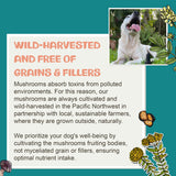 MycoDog Lions Mane Mushroom Supplement for Dogs - Cognitive & Brain Health - Lions Mane for Dogs - Senior Dog Wellness Drops