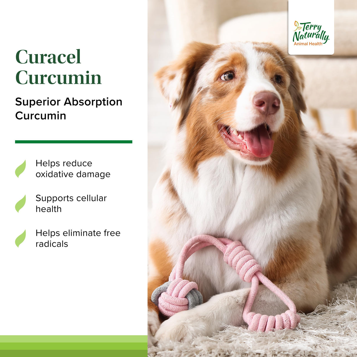Terry Naturally Curacel Curcumin - Health Supplement for Dogs - Pet Curcumin Dog Supplies - Cellular Health Supplement with Antioxidants - 60 Softgels