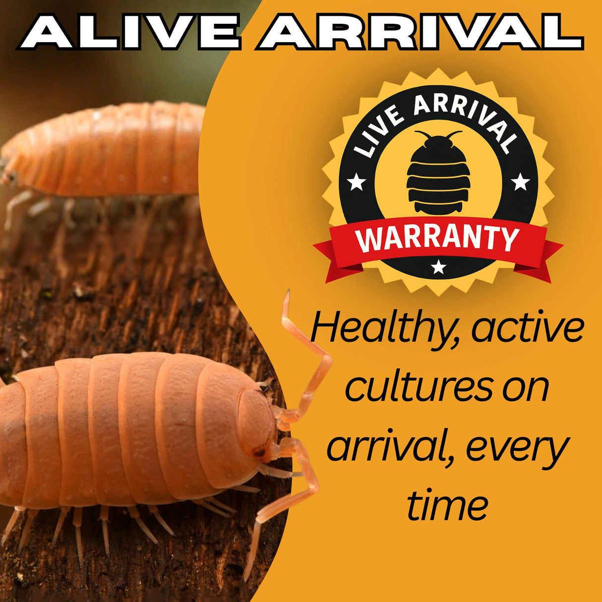 TC INSECTS 30 Count Powder Orange Isopods (Porcellionides Pruinosus) Bioactive Cleanup Crew & Reptile Food