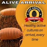 10 Mega Mix Isopods | 8oz Coco Temperate Springtails | Live Arrival Nationwide!