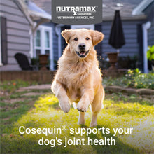 Load image into Gallery viewer, Nutramax Laboratories Cosequin DS Plus MSM Professional Line for Dogs, 60 Soft Chews
