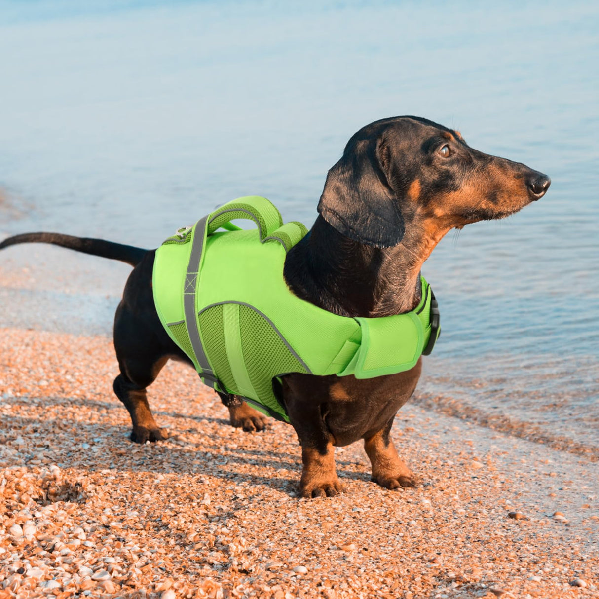 Queenmore Dog Life Jacket, Adjustable Ripstop Dog Vest for Swimming, Boating with Rescue Handle, Superior Buoyancy - Green, XL