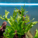 SubstrateSource Java Fern Live Aquarium Plants - Potted Freshwater Plant for Fish Tanks - Beginner Friendly, Low Light (Windelov, 1 Pot)
