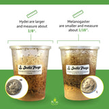 Josh's Frogs Wingless Drosophila Melanogaster Fruit Fly Cultures (Fresh)