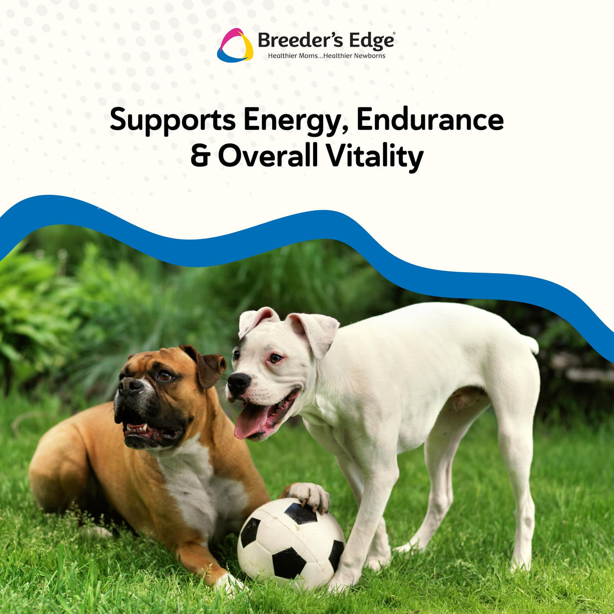 Breeder’s Edge Oxy Stud Male Supplement Multivitamin for Dogs & Cats, Helps Support Breeding, Fertility and Nutritional Needs Specific to Male Reproductive Health, Soft Chews - 60ct Medium & Large Dog