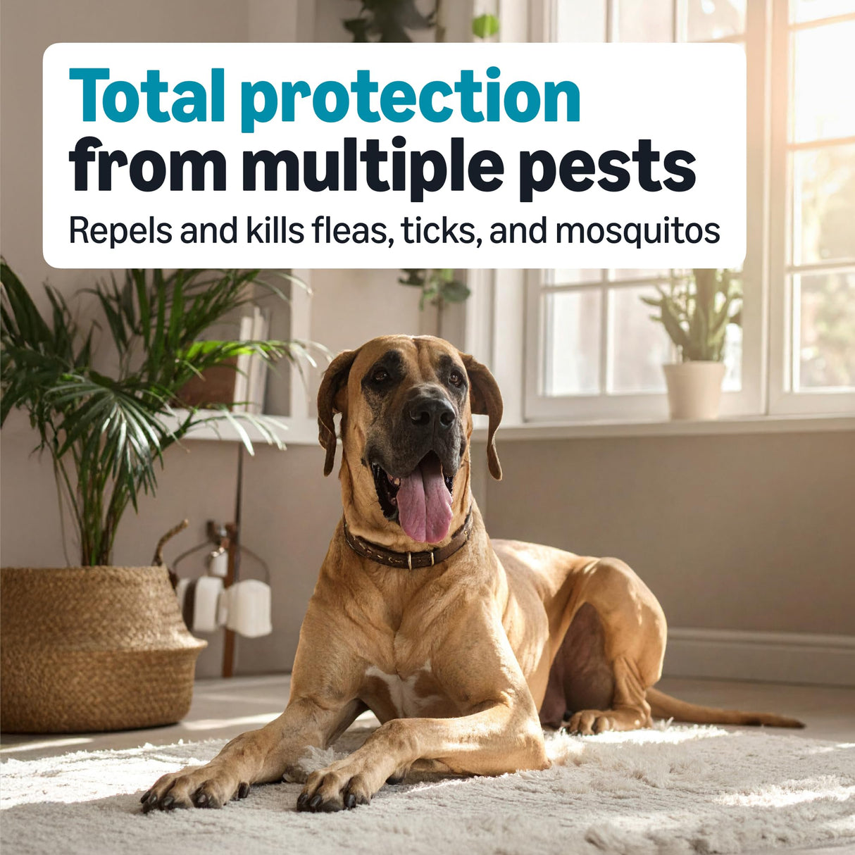 Amazon Basics Preventative Flea, Tick & Mosquito Topical Treatment for X-Large Dog (Over 55 Pounds), 4 Count, Packaging May Vary