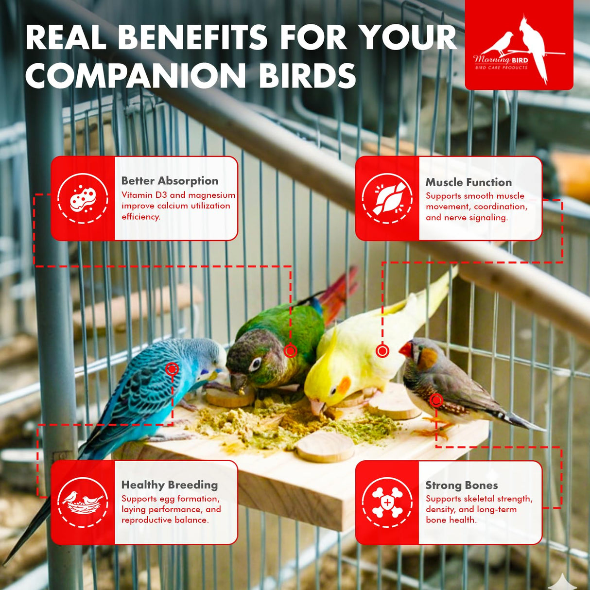Morning Bird Calcium Plus Powder for Birds 2 oz – Calcium Supplement with Vitamin & Protein Powder – Supports Bone Health, Muscle Function & Digestive Balance – Easy-to-Mix Calcium Formula