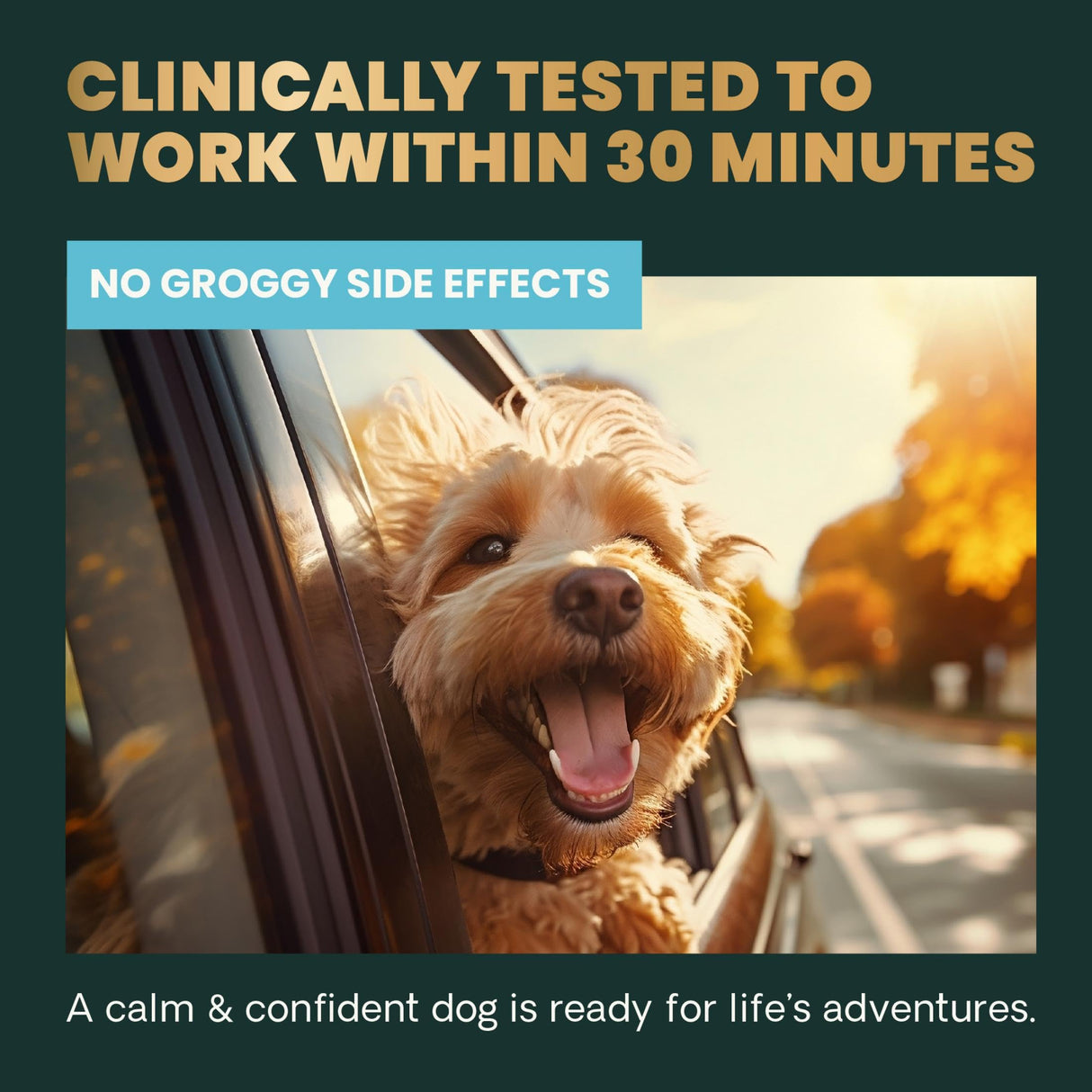 VetriScience Calm & Confident Chews, Composure Clinically Tested Calming and Anxiety Supplement for Dogs, Reduce Stress and Fear, Ideal for Thunderstorms, Fireworks and Travel, Bacon, 120 Count
