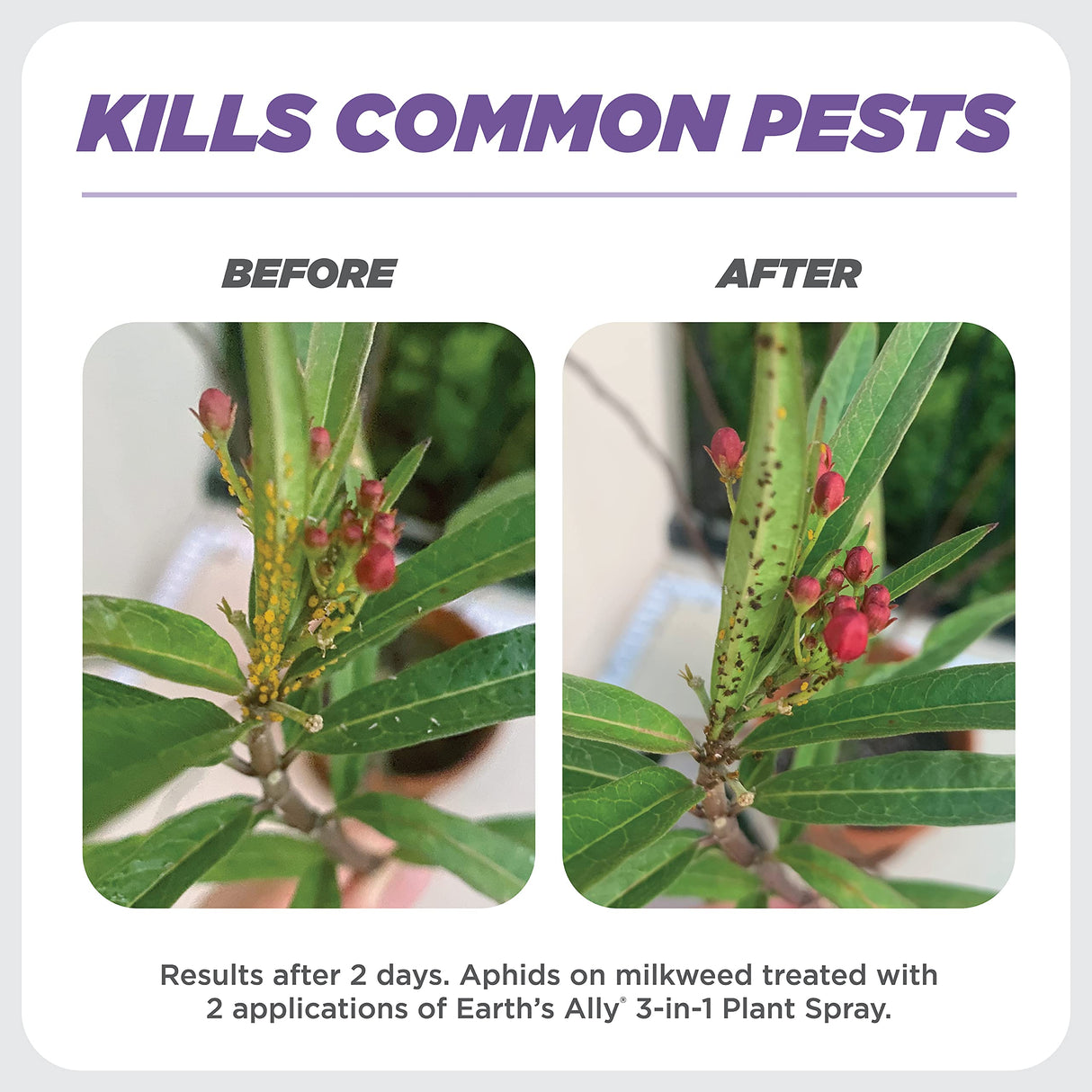 Earth's Ally 3-in-1 Plant Spray Concentrate | Insecticide, Fungicide & Spider Mite Control, Use on Indoor and Outdoor Plants, Gardens & Trees - Insect & Pest Repellent, 8oz, Super Concentrate