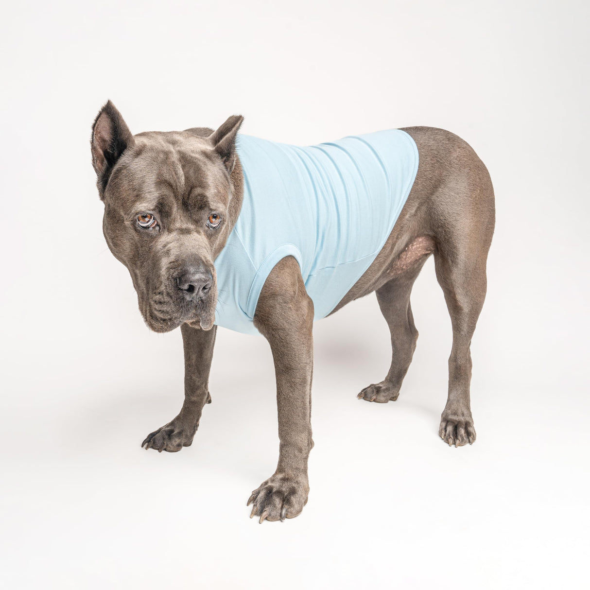 It's A Boy Dog Tee Shirt | Sleeveless Breeds | Gender Reveal | Baby Announcement | Boy or Girl |Light Blue, 3X-Large 422